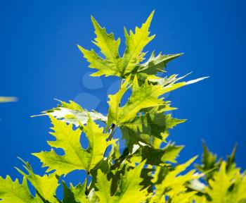 Green maple leaves on a tree in the nature .