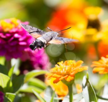 Butterfly in flight gathers nectar from flowers .