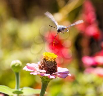 Butterfly in flight gathers nectar from flowers .