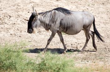 Antelope wildebeest in a deserted wildlife park