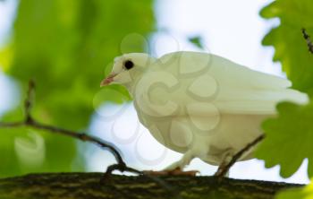 White dove in the forest on a green nature .