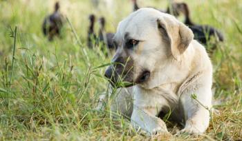 Portrait of a dog in the grass outdoors .