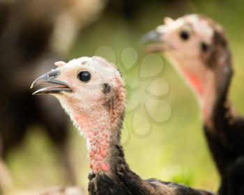 A young turkey on a farm in nature