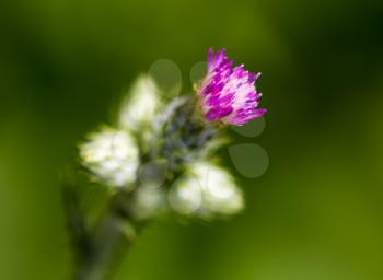 Purple flower on a prickly plant in nature