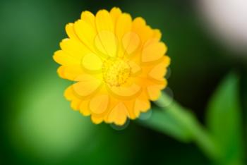 Beautiful yellow flower in a park on nature. macro