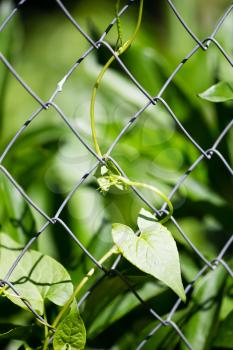 Green plant behind a metal grid of a fence .