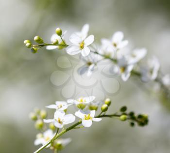 Small white flowers on the nature . macro