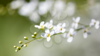 Small white flowers on the nature . macro