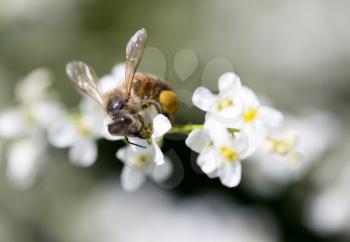 Bee on small white flowers in nature .