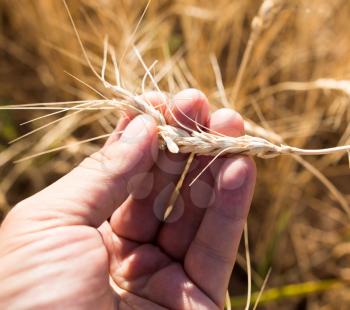 Yellow ears of wheat in hand in nature .