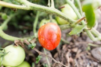 A tomato on a bush in the garden .