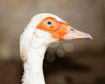 Portrait of a white duck on a farm .