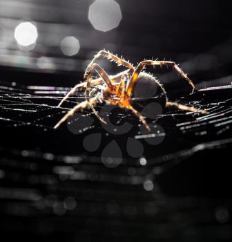 The spider sits on a web on the hunt .