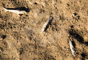 Dead fish on the sand in the desert .