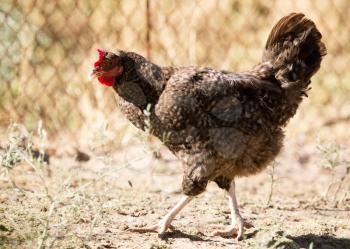 Chicken for a walk on the farm .