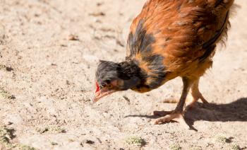 Chicken for a walk on the farm .