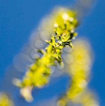 yellow flowers on willow branches in nature .