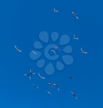 A flock of pigeons on a blue sky .