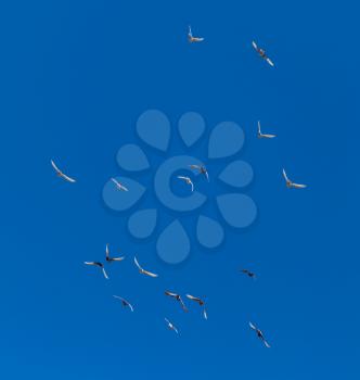 A flock of pigeons on a blue sky .