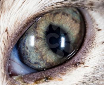 The eye of a small kitten as a background. macro