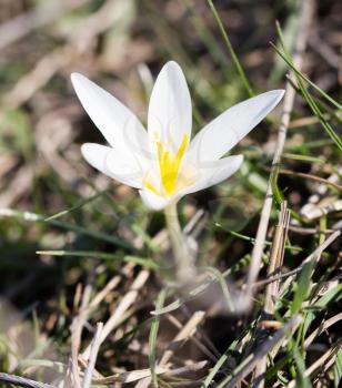 Beautiful snowdrop flower on nature in spring .