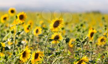 Beautiful yellow sunflower flowers grow on nature