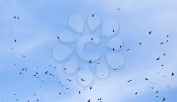 A flock of raven birds on a blue sky .