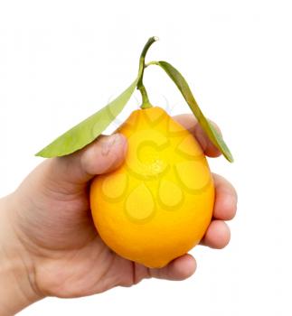 lemon in his hand on a white background
