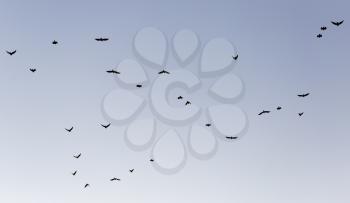 flock of birds of pigeons against blue sky sunset .