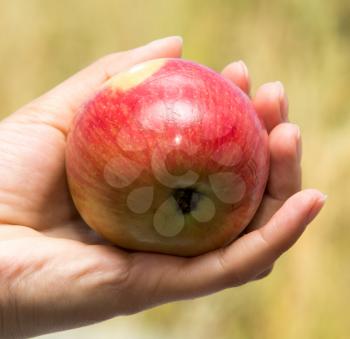 ripe red apple in a woman's hand .