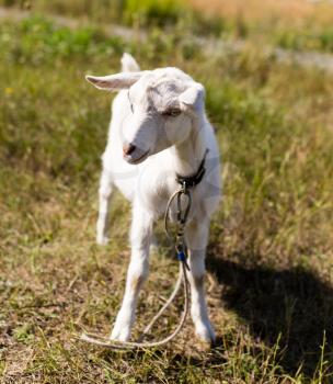 a portrait of a goat in the pasture .