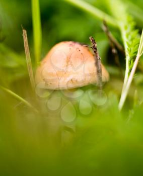 mushroom grebe in the grass in the park