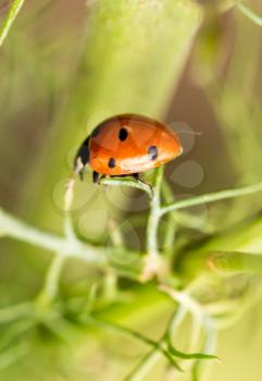 ladybird on a green plant in nature .