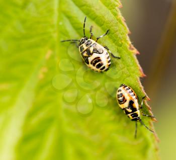 two beetles on a green leaf in nature .