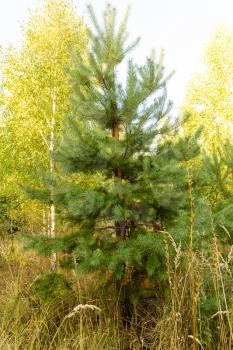 coniferous tree in a forest in the nature .