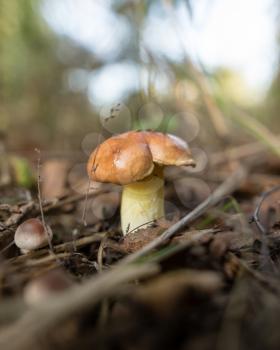 fresh edible mushroom in a forest in the nature .
