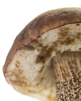 fresh edible mushroom on a white background .