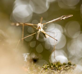 a large mosquito by the river in the nature. macro