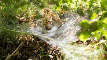 Spider web in the park in the nature .