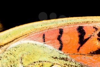 Drawings on the wing of a butterfly as a background .