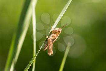 grasshopper in nature. macro