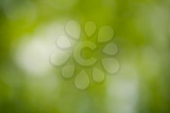 background of beautiful green nature bokeh