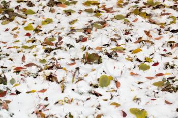 leaves in the snow outdoors
