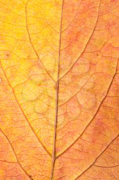 Background of autumn leaves. macro