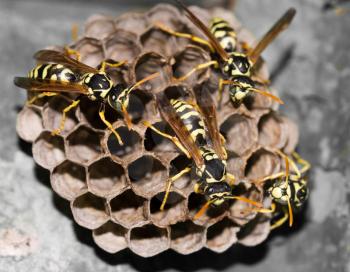 Wasps in the nest