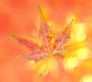 background of a beautiful autumn leaf