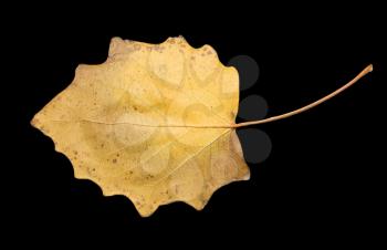 autumn leaf on a black background