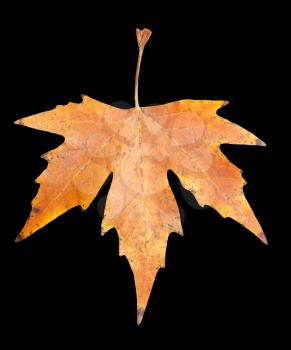 autumn leaf on a black background