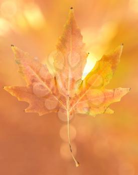 autumn leaf on abstract background