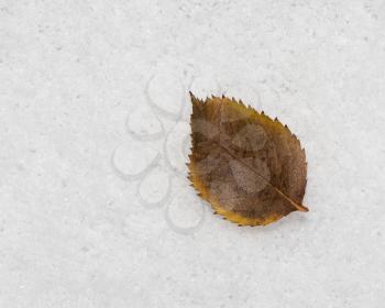 leaf on the snow outdoors